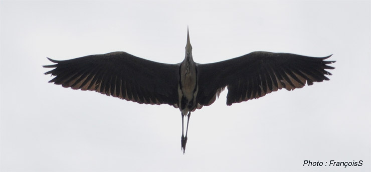 Oiseau
