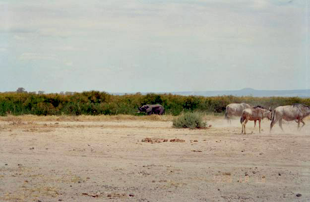 Elephant