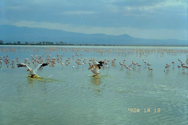 Flamants