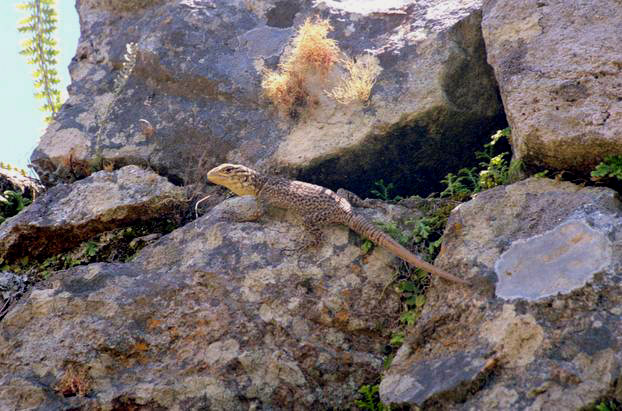 Lézard